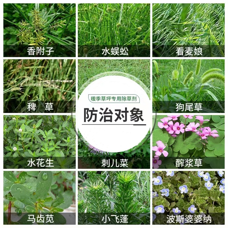 三氟啶磺隆草坪除草劑生產(chǎn)廠家