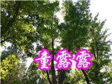 轉讓北京朝陽海淀國際拍賣公司帶拍賣許可證