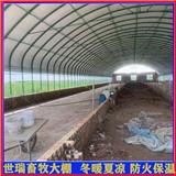 新型肉牛養(yǎng)殖大棚建設(shè) 養(yǎng)牛大棚規(guī)劃 牛舍大棚施工搭建