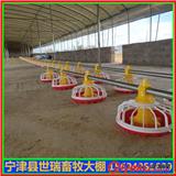 蛋雞養(yǎng)殖大棚搭建 肉雞保溫大棚建設(shè)方法 雞舍大棚安裝