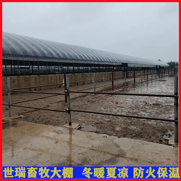 大棚式牛舍生产 黄牛养殖大棚建设 肉牛养殖大棚建造