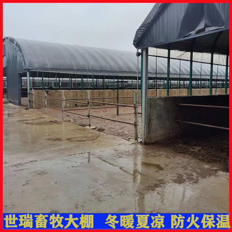 大棚式牛舍生产 黄牛养殖大棚建设 肉牛养殖大棚建造