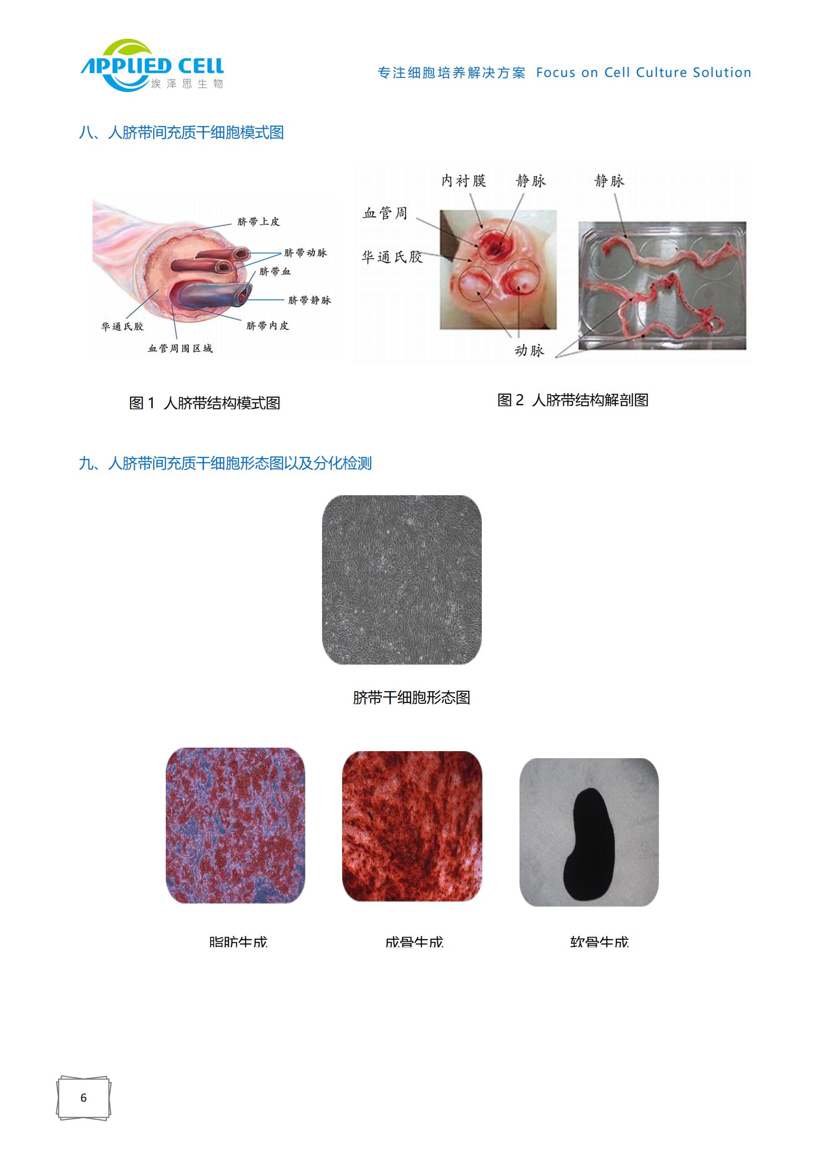 AC-1001043（PRF）人臍帶間充質(zhì)干細(xì)胞無血清培養(yǎng)基(無酚紅）上海埃澤思，操作簡便，CDE備案