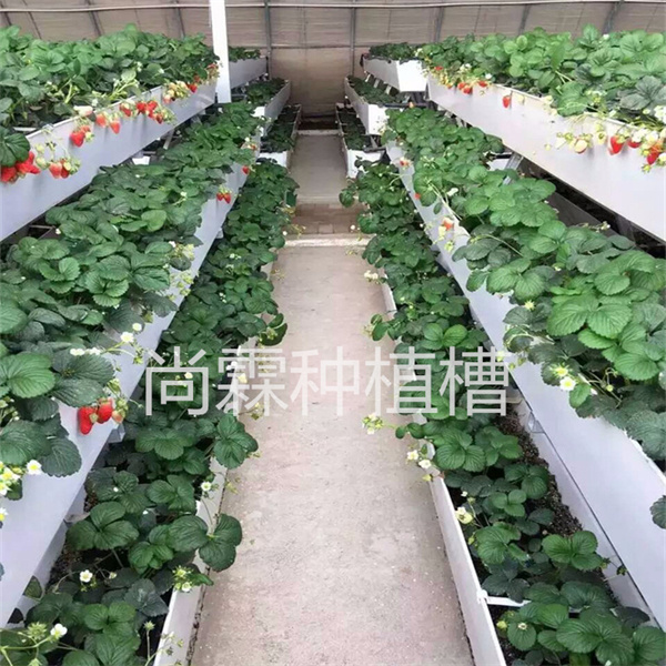 大棚草莓種植槽 立體草莓栽培槽廠家原始圖片2