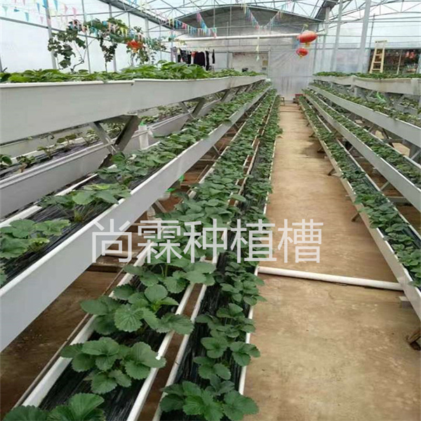 草莓架 草莓立體栽培槽 蔬菜水培種植槽原始圖片2