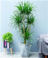 東莞室內(nèi)綠植租擺哪里有專業(yè)的？