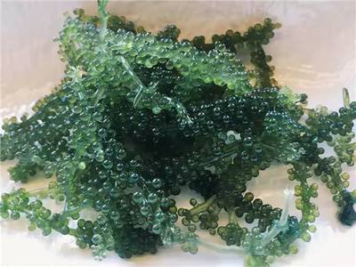 進口越南木炭木炭磚滲碳劑固體燃料廣州港靠譜報關行