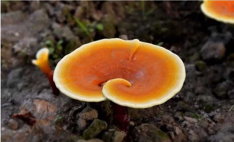 人工靈芝如何種植，你種植我們回收，致富增收有保障