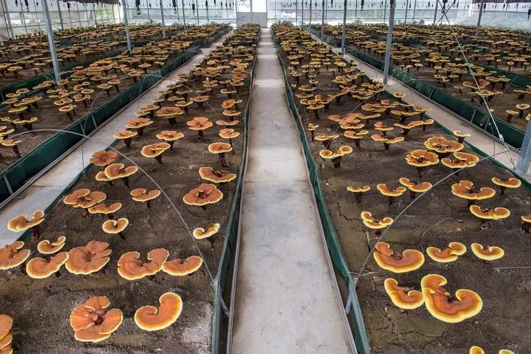 人工靈芝種植回收合作，你種植我們回收，免費(fèi)技術(shù)支持原始圖片3