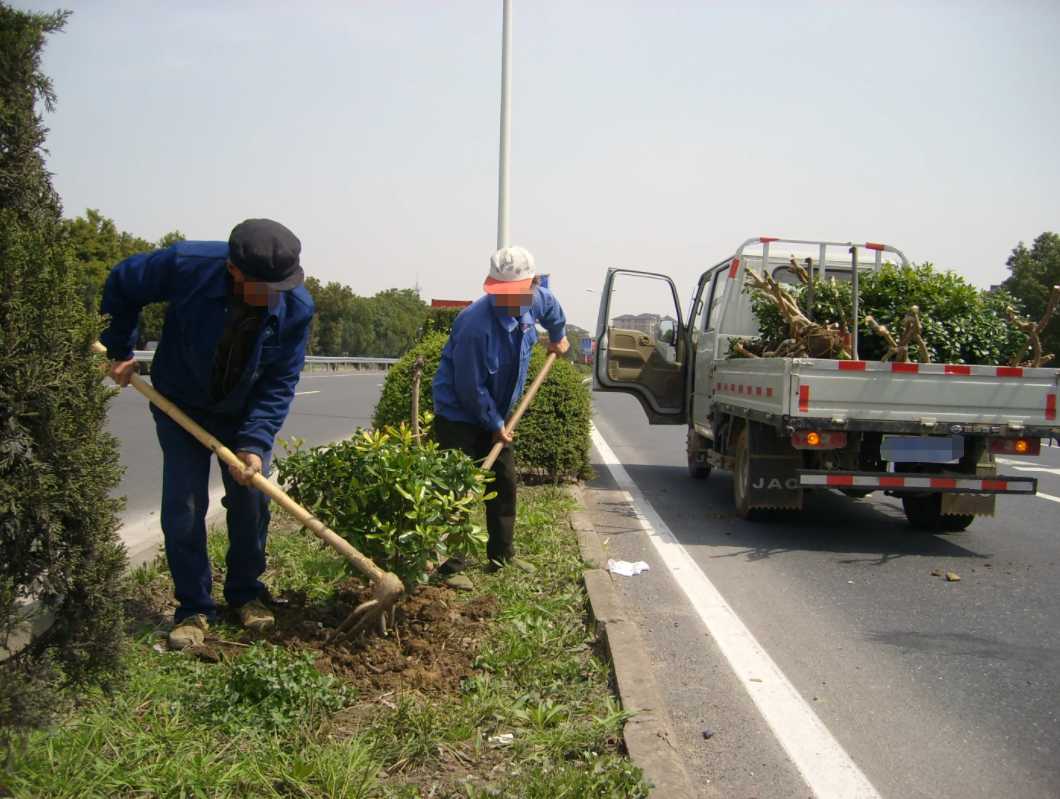 佛山道路綠化工程