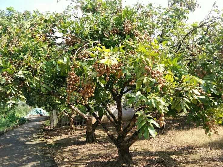 佛山園林果樹種植養(yǎng)護