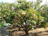 佛山園林果樹種植養(yǎng)護(hù)