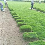 佛山綠化草坪種植養(yǎng)護(hù)