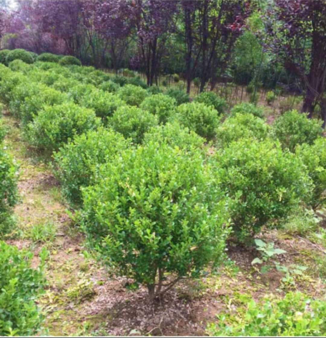 佛山苗木种植