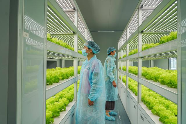 植物工廠,植物組培室凈化——美泰諾格