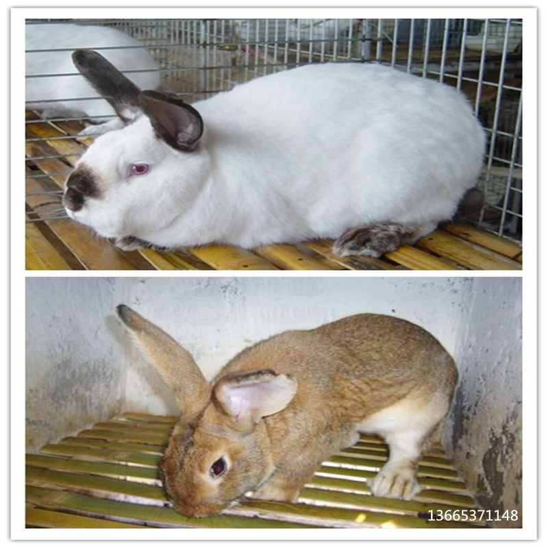 新西蘭肉兔子好養嗎比利時兔子和新西蘭兔子哪個好養原始圖片2