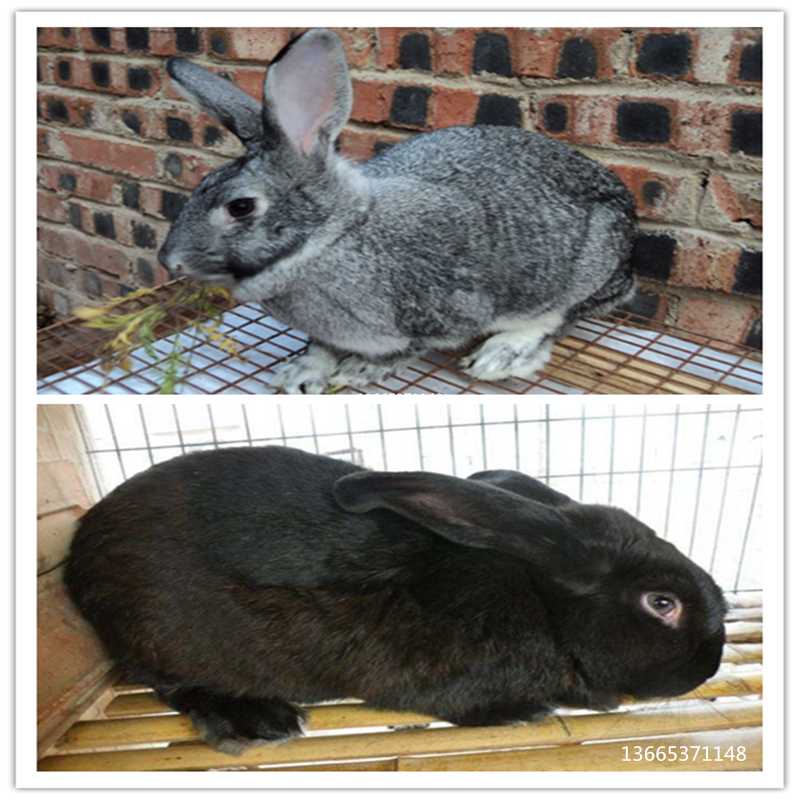 新西蘭肉兔子好養嗎比利時兔子和新西蘭兔子哪個好養原始圖片3