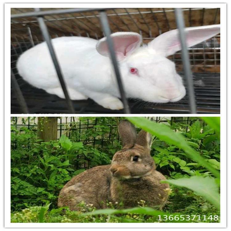 塞北兔适合在哪里养殖前景怎么样散养北方肉兔子品种图片一