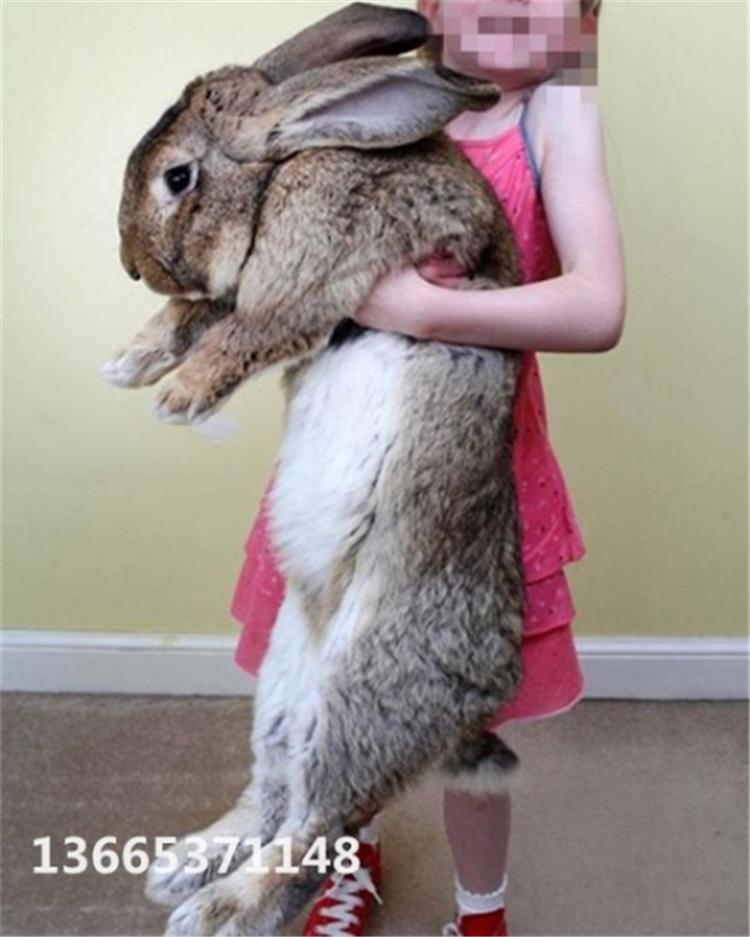 大流士兔子一般有多重能长多大肉好吃吗适合多少温度图片一