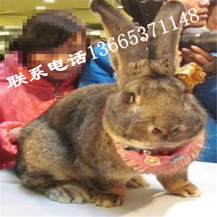 大流士兔子一般能长多少斤正常好养吗巨型花明兔价格多少钱一只哪里有卖的图片一