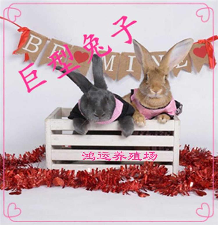 巨型花明兔品种简介在哪里购买寿命多久大型肉兔子品种大全图片一