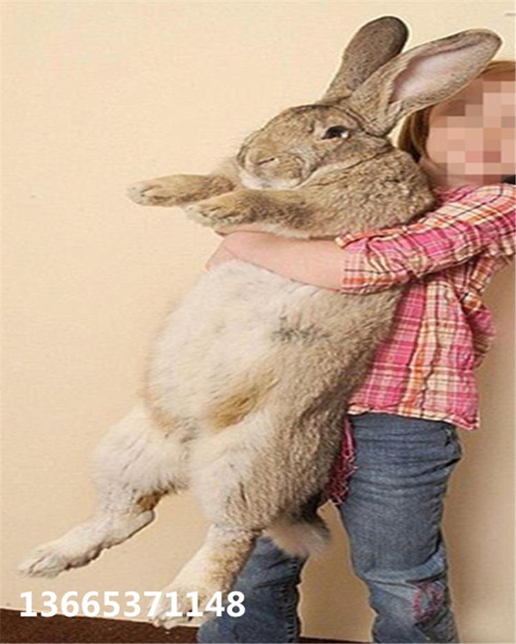 大型肉兔子有哪些特点图片大全大型肉兔子品种大全排行榜图片二