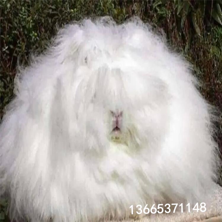 安哥拉巨型兔子能长到多大多少斤重寿命多长介绍多少钱一对图片一