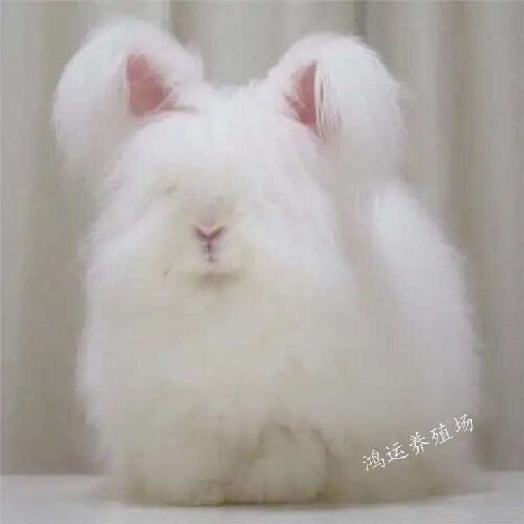 安哥拉巨型兔子能长到多大多少斤重寿命多长介绍多少钱一对图片二