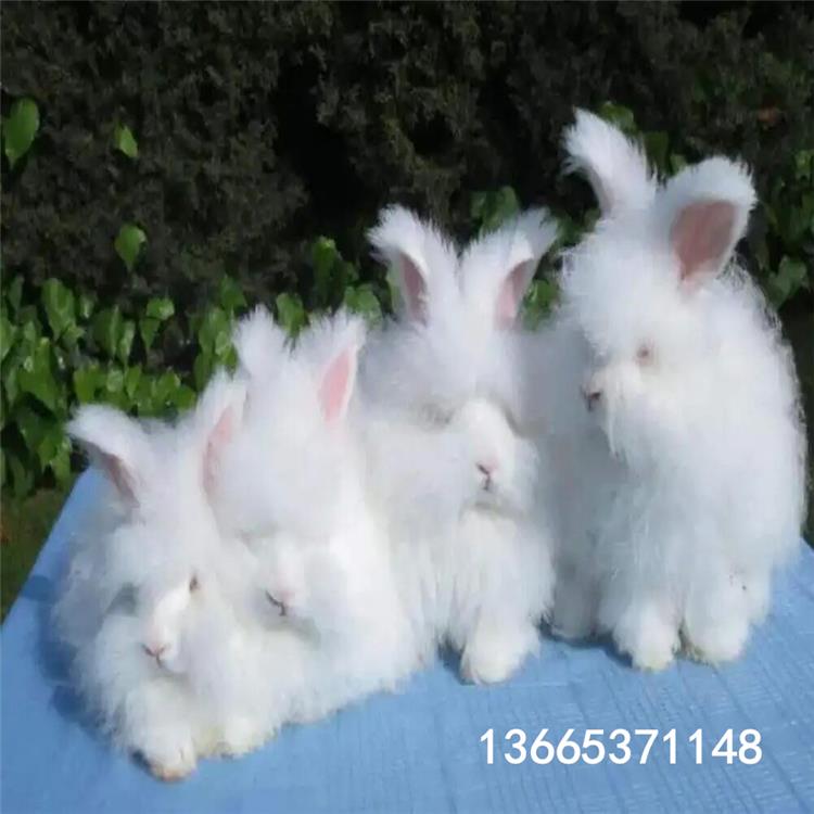 安哥拉巨型兔子能长到多大多少斤重寿命多长介绍多少钱一对图片三