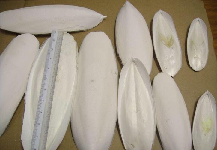 墨鱼骨进口清关流程，墨鱼骨怎么进口清关