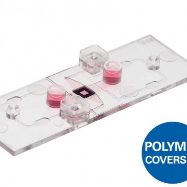 µ-Slide ibiPore SiN培养载玻片，可视化Transwell 0.5µm/20%, ibiTreat底部处理